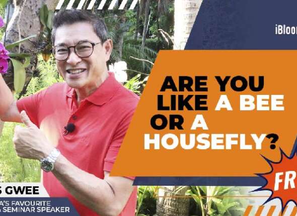 James Gwee Are You like A bee or a housefly