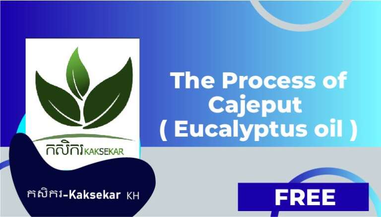 កសិករ-Kaksekar 🇰🇭 – The Process of Cajeput ( Eucalyptus oil )